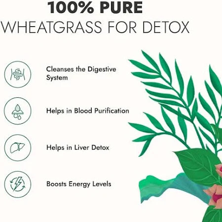 Wheatgrass growing in trays