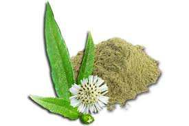 Herbal hair growth Bhringraj powder with leaves and flower.
