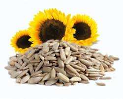 Parijata Sunflower Seeds, healthy snack for energy and vitality.