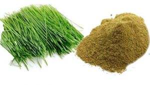 Parijata Herbs Garike Powder with fresh Dhurva grass and powder.