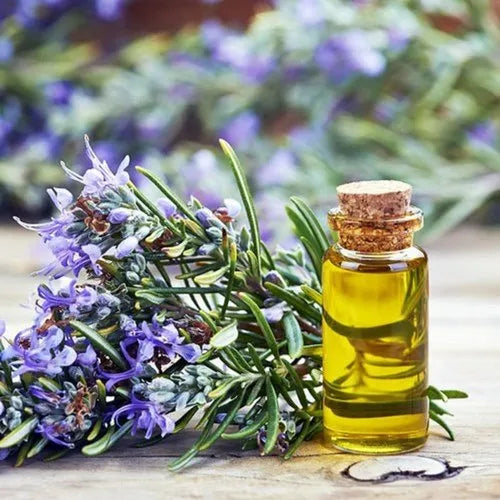 Rosemary Essential Oil - Sutra Rosemary Essential Oil by Sutrakart