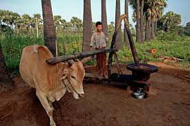 Old bull-driven Ghani method producing pure and natural cold-pressed oils, showcasing traditional oil extraction