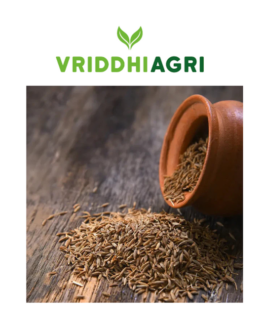 Organic Cumin Seeds – 100GM | Aromatic & Naturally Grown Jeera