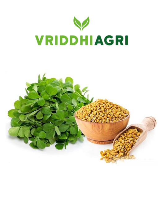 Organic Methi Seeds – 200GM | Fenugreek Seeds for Cooking & Health