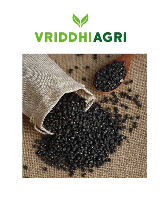 Vriddhi Organic Black Urad Whole – 500gm | High-Protein, Unpolished Vriddhi