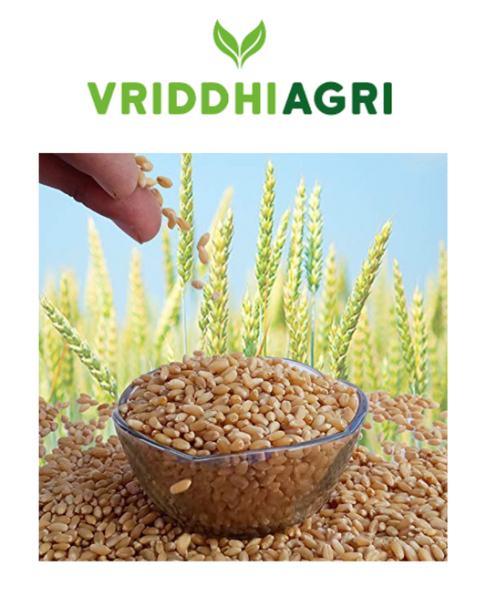 Organic Java Wheat 1kg – Vriddhi by Sutrakart Vriddhi