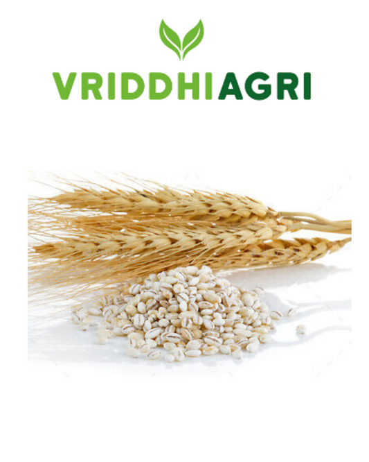 Organic Pearl Barley 500g – Vriddhi by Sutrakart Vriddhi